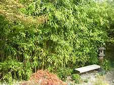 Large bamboo, treated as hedge