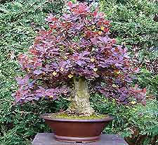 Bonsai Tree Diseases