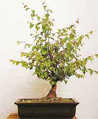 Bonsai Tree Histories Silver Birch Bonsai Case History Betula Pendula