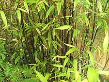 Black bamboo