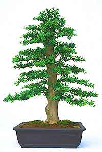 Sakura Bonsai on Bonsaiar41 Blogspot Com