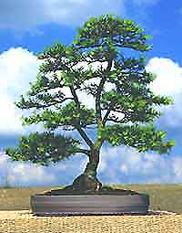 Bonsai Tree Styles