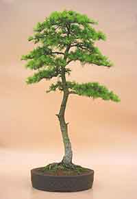 Bonsai Tree Pictures on Bonsai Tree Styles  Information About Literati Bonsai Trees   Bunjingi