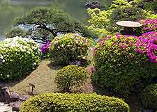 Colourful clipped azaleas