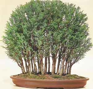 Bonsai Tree Histories Cypress Bonsai Case History Chamaecyparis Lawsoniana