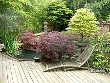 Maples, bonsai and decking