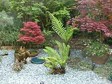 Picture of maple and ferns