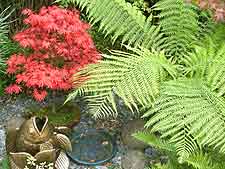 Picture of maple and ferns