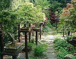 Watering Bonsai Trees