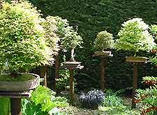 Bonsai Accent Plantings