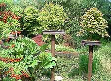 Bonsai Tree Leaf Pruning