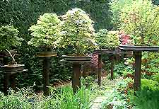 Watering Bonsai Trees