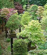 Feeding Bonsai Trees