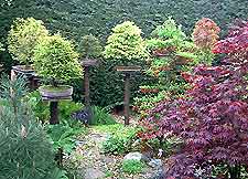 Choosing Bonsai Trees and Sources