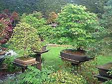 Feeding Bonsai Trees