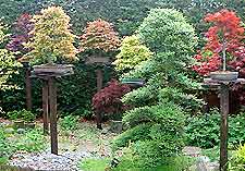 Glossary of Bonsai Terms