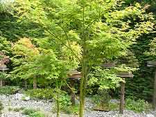 Garden maples, grown from cuttings