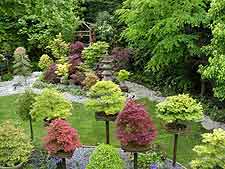 Picture of garden and bonsai