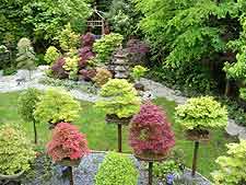 Photo of Japanese garden and bonsai