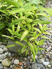 Dwarf golden bamboo