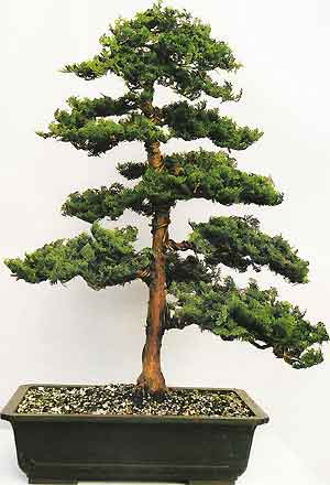 Bonsai Tree Histories Hinoki Cypress Bonsai Case History Chamaecyparis Obtusa,Anniversary Gift Ideas For Girlfriend
