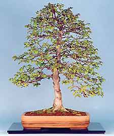 Displaying Bonsai in your Home