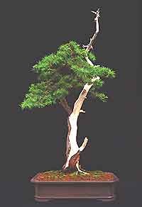 Bristlecone Pine Bonsai