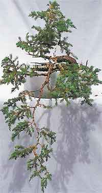 Juniper Bonsai on Bonsai Tree Histories  Juniper Bonsai Case History  Juniperus Squamata