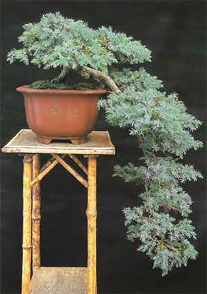 Bonsai Tree Histories Juniper Bonsai Case History Juniperus Squamata