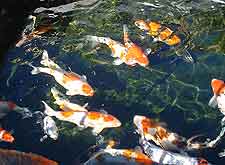 Photo of koi carp in garden pond