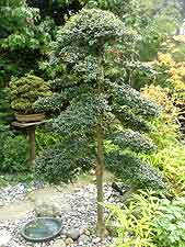 Clipped garden bonsai, created using Italian privet