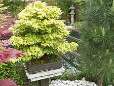 Kashima maple, displayed on wooden plinth