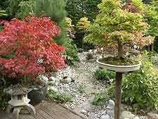 Garden view, showing large bonsai maple on plinth