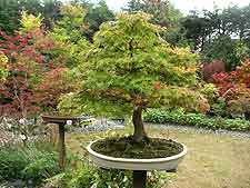 Large Japanese maple bonsai displayed on plinth