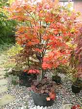 Large Japanese maple growing in granite pot