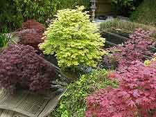 Aerial photo of maples, showing the different shapes and leaf colours