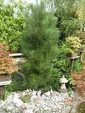 Large ex-bonsai pine tree