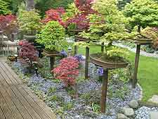 Photo showing bonsai displayed on plinths