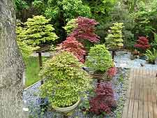 Picture of bonsai plinths