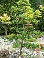 Pyracantha garden bonsai