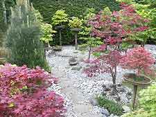 Maples and pathway