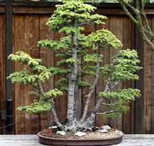 Bonsai Styles on Getting Started Bonsai Tree Information Styles Choosing Bonsai Trees