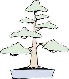 Formal upright style bonsai