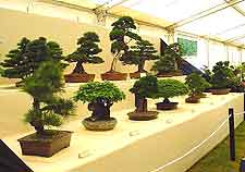 Flower show bonsai display