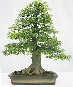 Bonsai Pots on Bonsai Tree Histories  Trident Maple Bonsai Case History  Acer