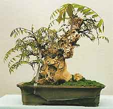 Bonsai Tree Histories Wisteria Bonsai Case History Wisteria Sinensis