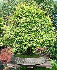 Bonsai  on Bonsai Tree Pots  Information About Choosing Pots For Bonsai Trees