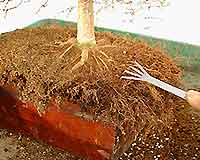 Bonsai Tree Repotting and Root Pruning