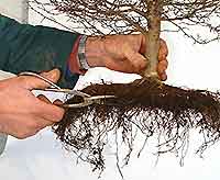 Bonsai Tree Repotting and Root Pruning
