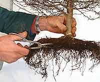 Bonsai Tree Repotting Root Pruning: Information Bonsai Trees